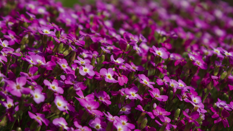Pink carpet. Test photo taken by lens Canon EF 28-105 mm f/ 3.5-4.5 II USM on camera Canon EOS 7D