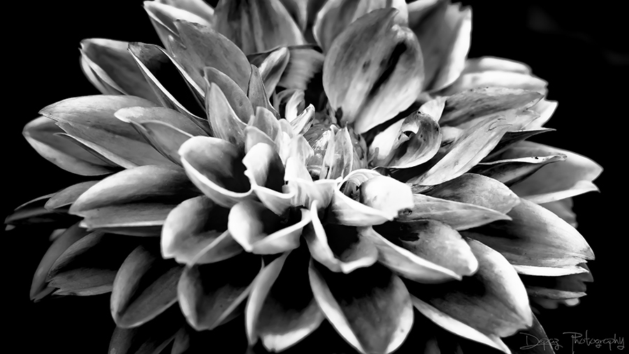 Macro Flower. Test photo taken by lens Kiron MC 105 mm f/ 2.8 macro on camera Sony A6000