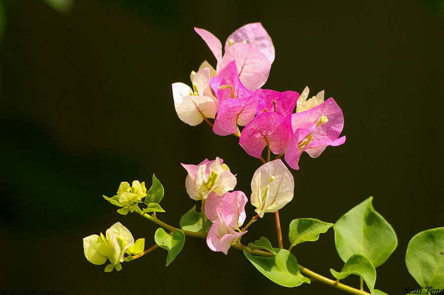 Flower. Test photo taken by lens SMC Pentax-F ZOOM 70-210 mm f/ 4-5.6 on camera 