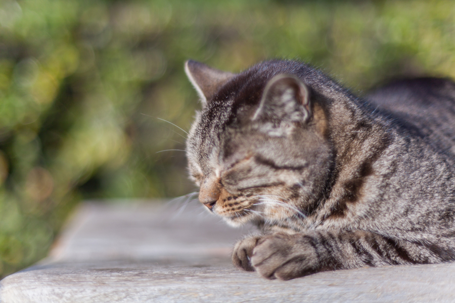 Кот. Test photo taken by lens Ricoh XR Rikenon 55 mm f/ 1.2 on camera Canon 5dm2