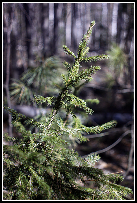 Spring # 2. Test photo taken by lens Carl Zeiss Jena Flektogon 35 mm f/ 2.8 on camera Canon 50d