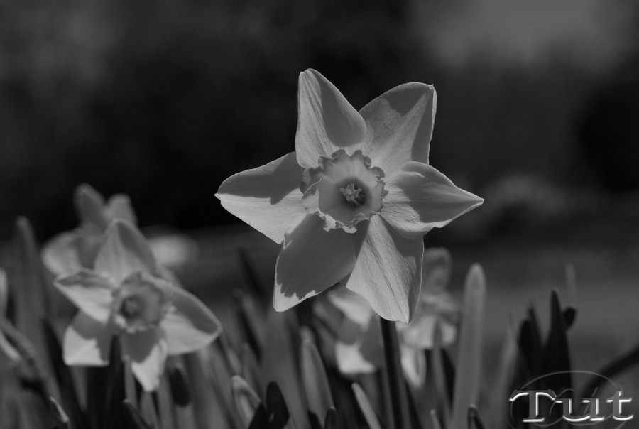 SMC Super Takumar 50mm f/1.4. Test photo taken by lens Super-Multi-Coated Takumar 50 mm f/1.4 on camera Nikon D2x B&W
