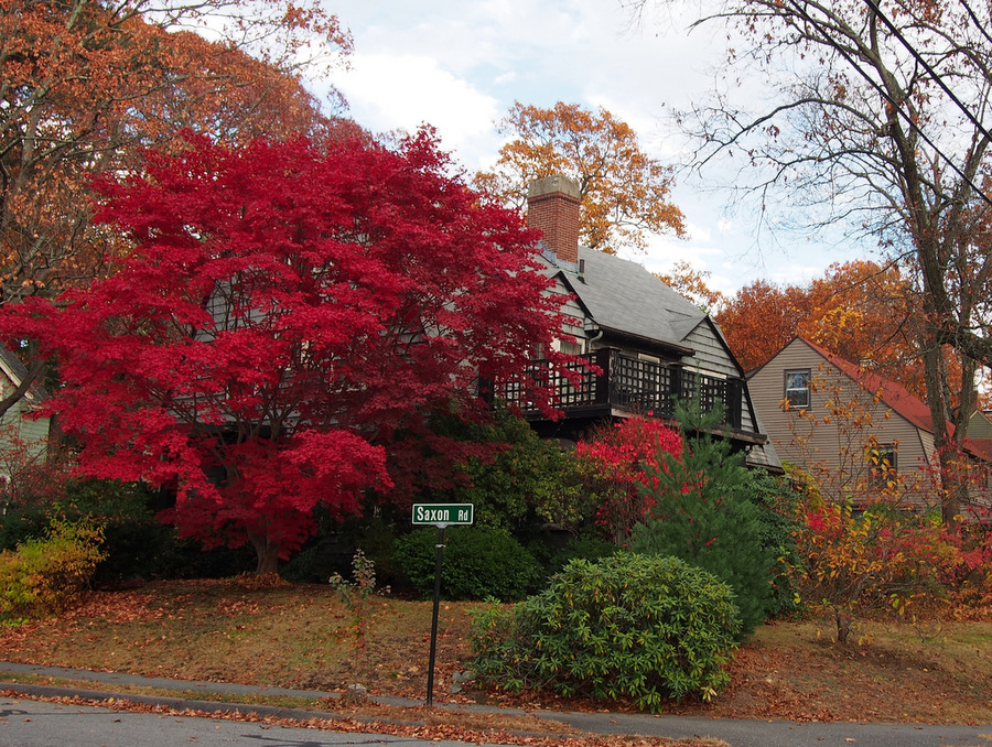 Sugar Maple. Test photo taken by lens Olympus M.Zuiko Digital 14-42 mm f/ 3.5-5.6 II on camera Olympus e-pm2
