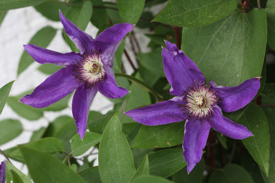 Flowers. Test photo taken by lens Carl Zeiss Jena DDR Tessar 50 mm f/ 2.8 on camera Canon EOS 60D